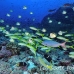 barberfish_dar_h_0033_ecu0801.jpg